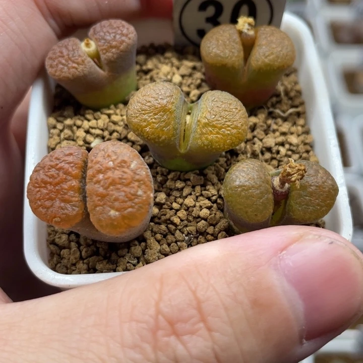 1808.4超级蛋糕，30号……1111111