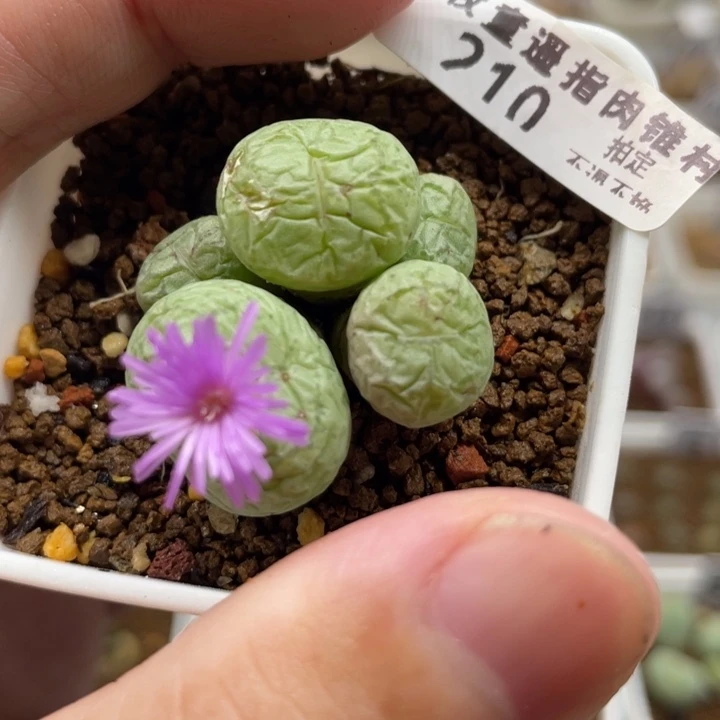 猴脸5头，210号……1111111