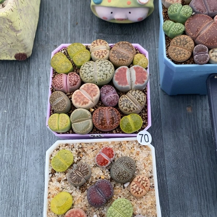 【闪购商品】玉**子70生石花