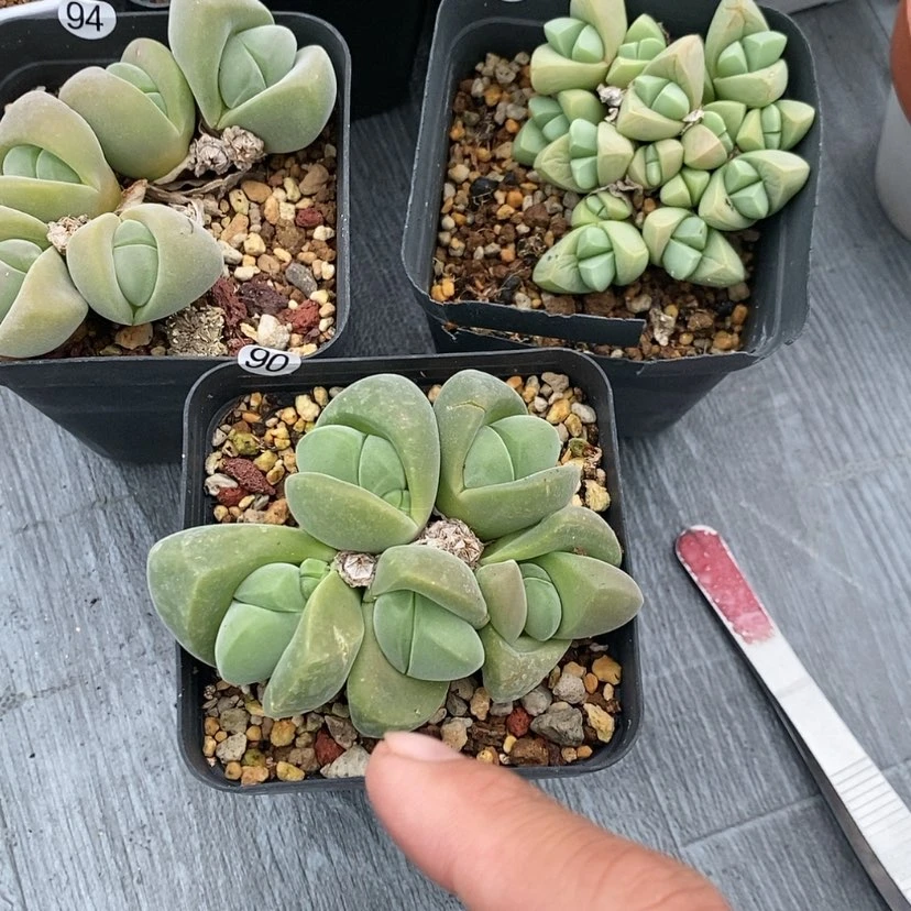 【闪购商品】用****890生石花