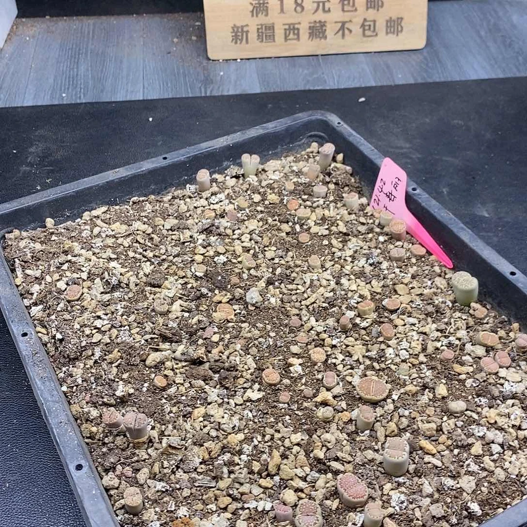 红陶20CM（含）-50CM（不含）小****）68