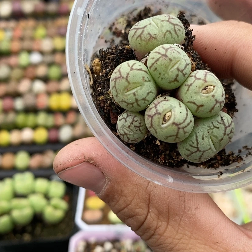 【闪购商品】匆**年生石花8