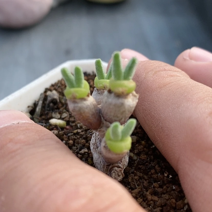【闪购商品】兔**糖54生石花
