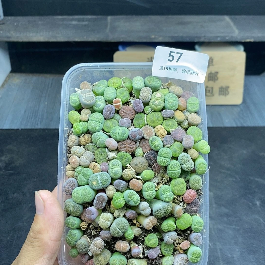 红陶20CM（含）-50CM（不含）57
