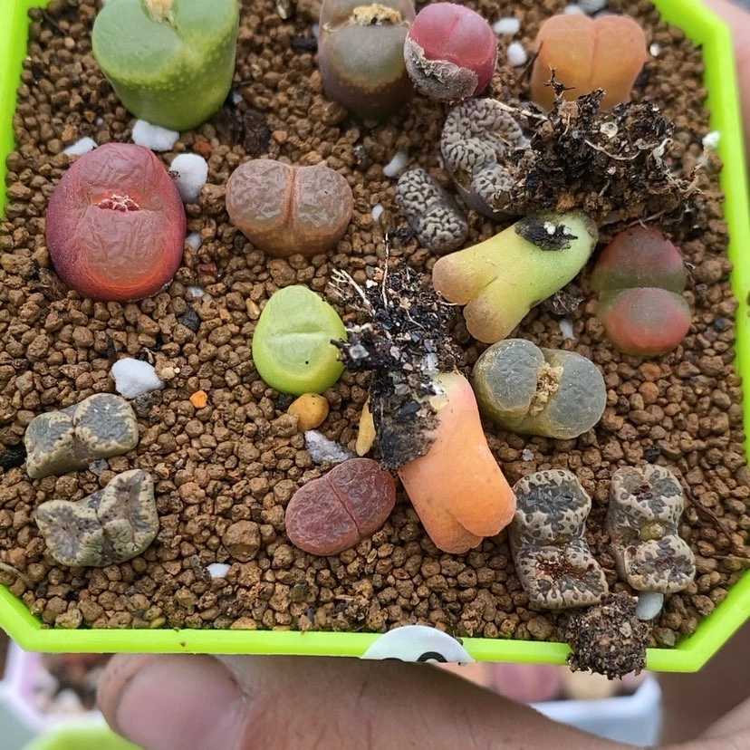 【闪购商品】人****蓥68生石花