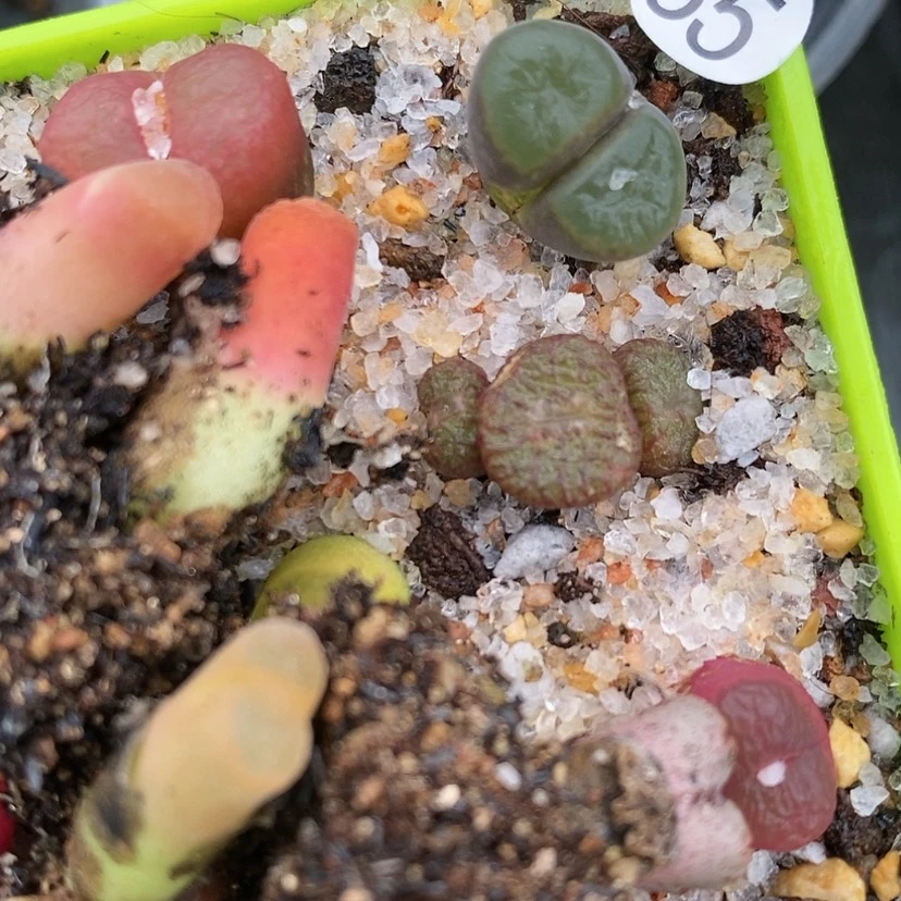 【闪购商品】草*刀35生石花