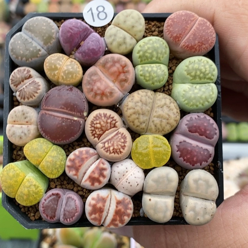 【闪购商品】用****2生石花