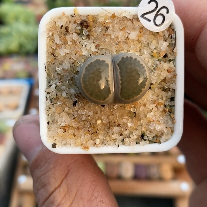 【闪购商品】生石花26