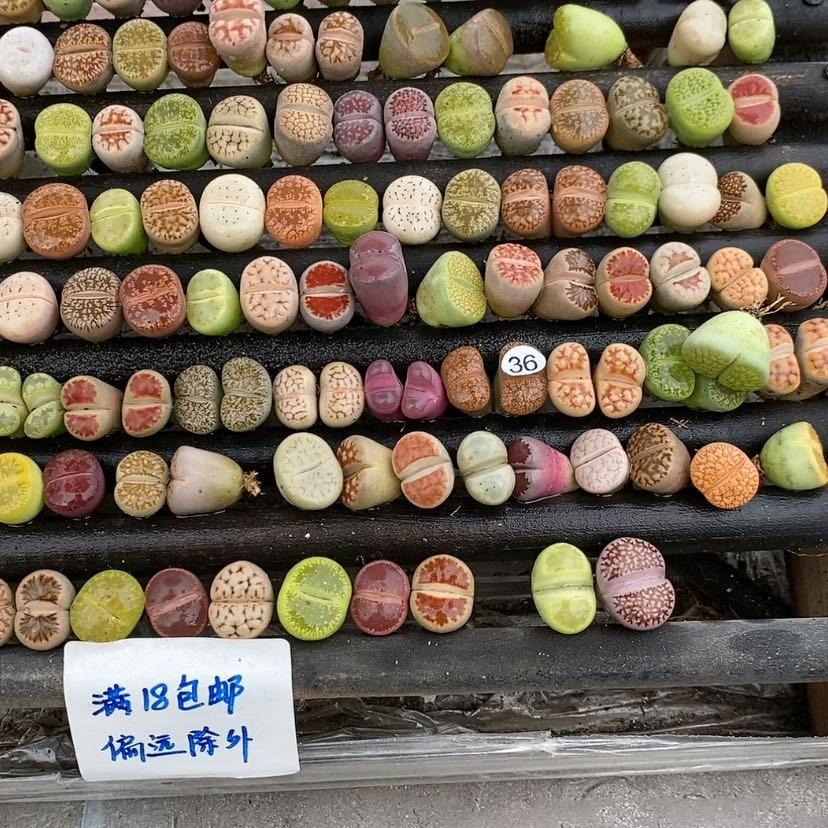 【闪购商品】小****，36生石花