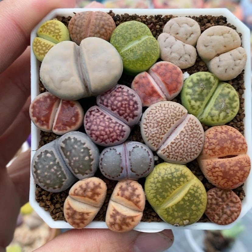 【闪购商品】清***水91生石花