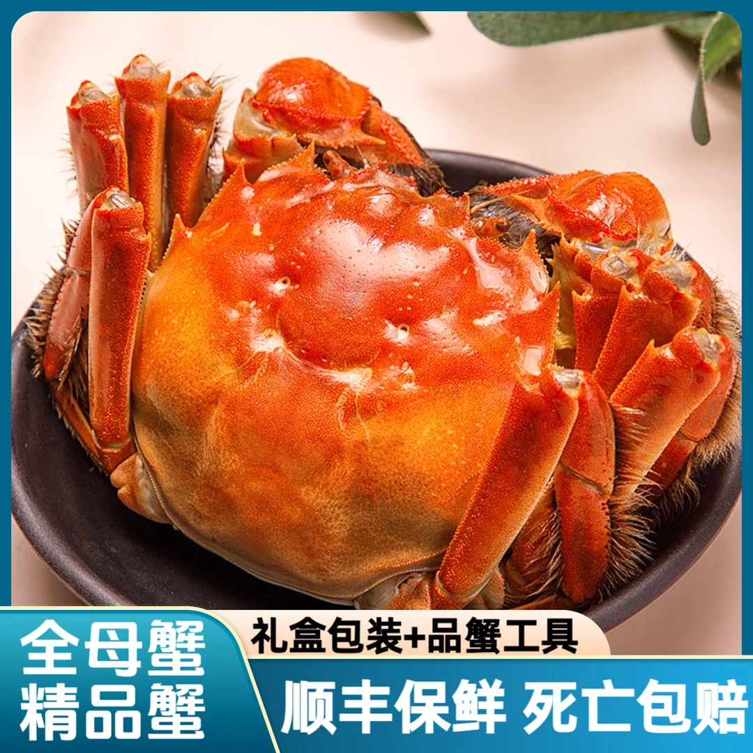 【2.6-2.3两/只全母活蟹】8-12只起江苏精品大闸蟹螃蟹鲜活现货顺丰