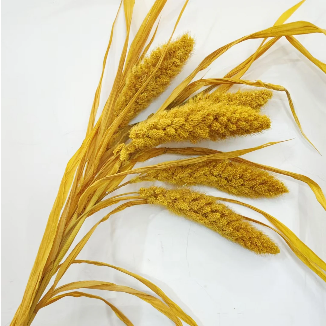 【熊伟草】永生花熊伟草云南批发居家节庆装饰材料情人节礼品花材