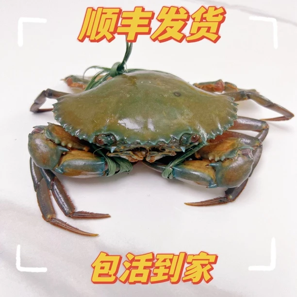 红树林膏蟹母蟹红鲟活发到家死蟹包赔净重3-4两顺丰生猛活发