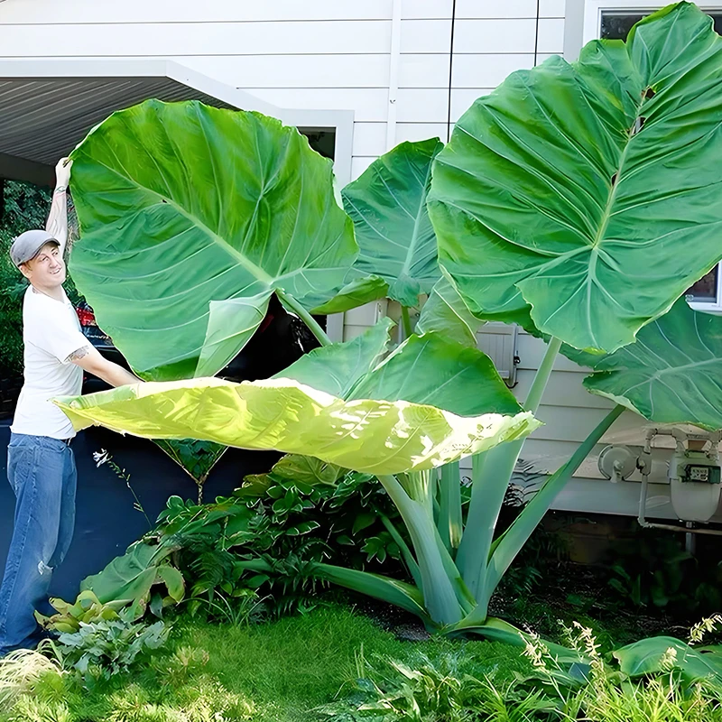 网红植物巨型大叶象耳芋品种野海芋老桩庭院热带雨林造景绿植盆栽