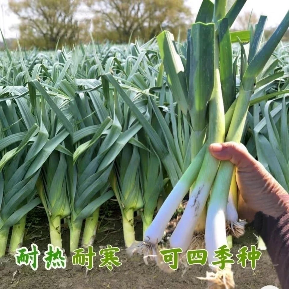 9.99元3包【蒜苗】种子四季可种阳台家庭种植脆嫩可口耐寒耐热