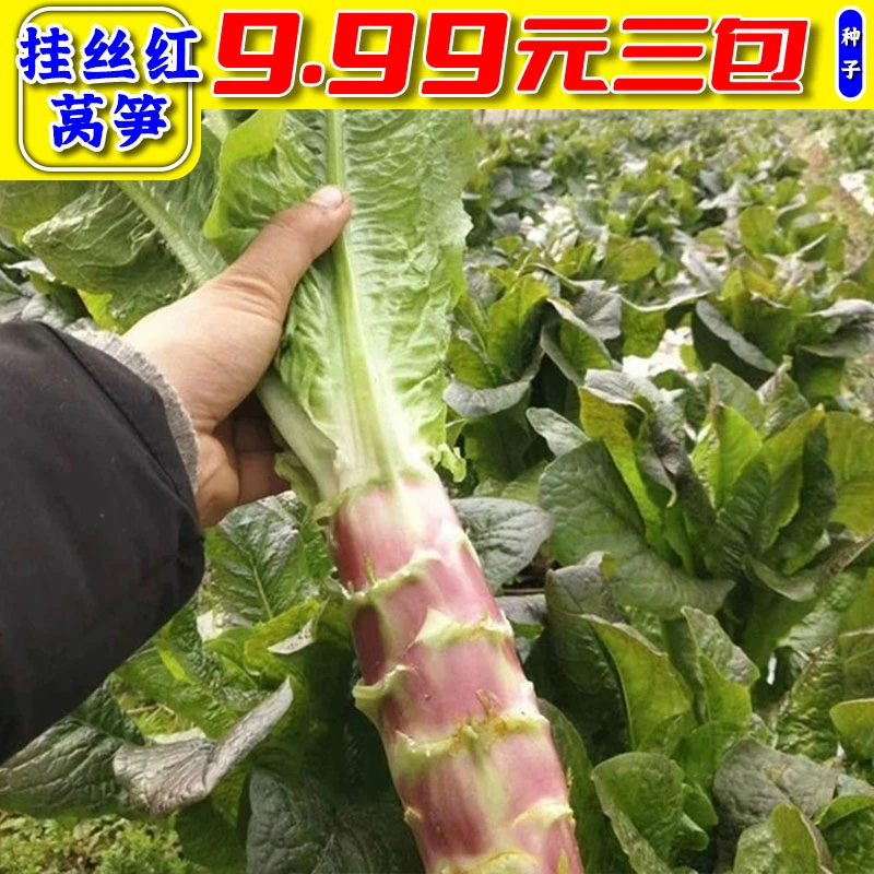 9.99元3包【挂丝红莴笋】种子可四季种植花盆泡沫箱易成活发芽率高