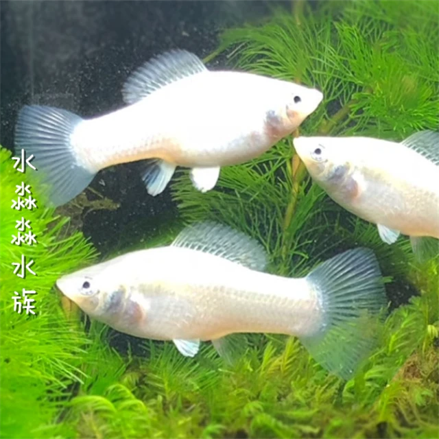 胎生鱼白雪公主高帆银玛丽高鳍银玛丽大帆银玛丽活体观赏鱼