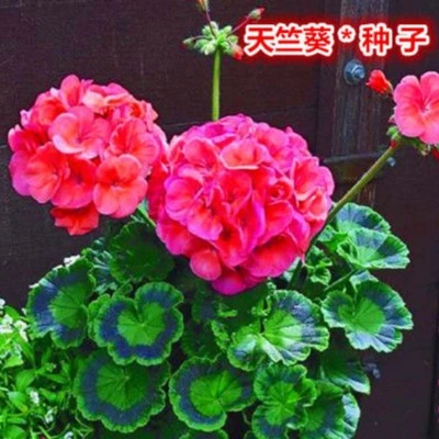 天竺葵花种子 波斯菊仙客来花种子四季开花春季阳台庭院室内盆栽