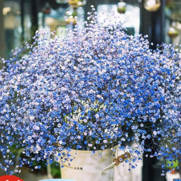 满天星种子四季种植开花四季播种室内外阳台室内盆栽种子多年生