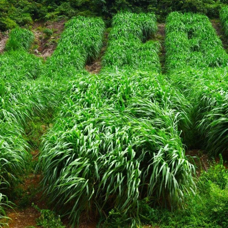 黑麦草种籽四季播种多年生草种子畜牧养殖牧草黑麦种子黑麦草籽