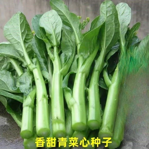 速生25天四季菜心种子广东四九甜脆菜心耐热油青耐高温农家青庭院