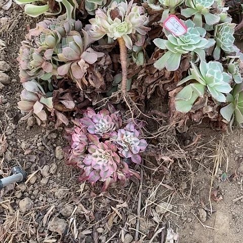 多肉植物处理不售后