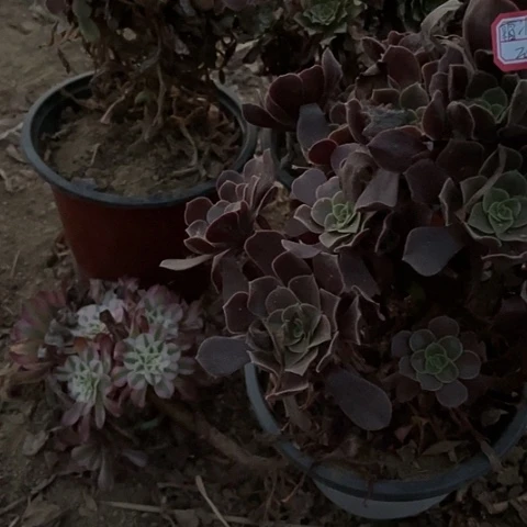 多肉植物处理不售后