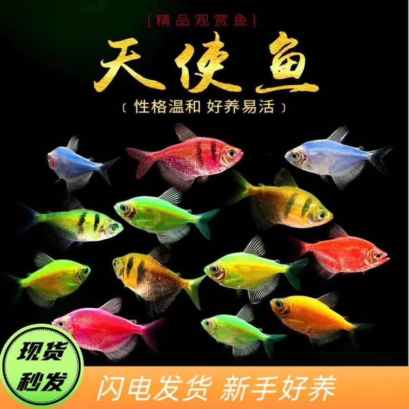 五彩斑斓天使鱼/糖果天使鱼/翡翠天使/红天使/蓝天使新手好养活