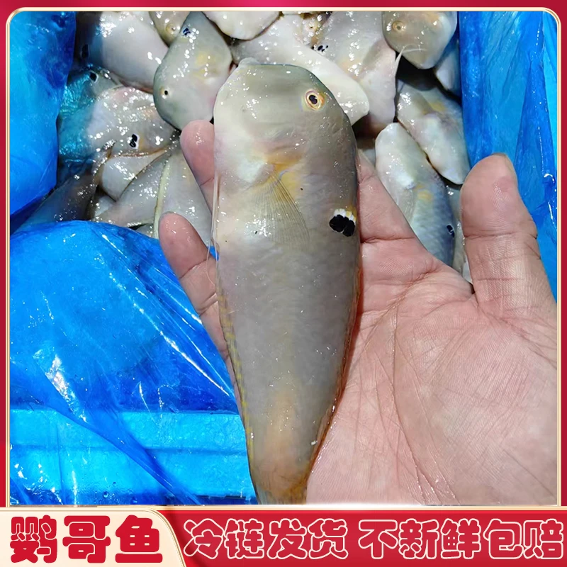 广东汕尾本港青莺歌鱼鹦哥鱼