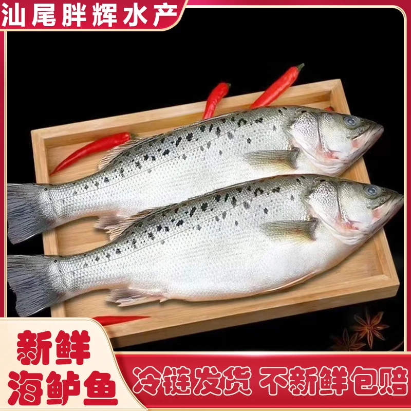 广东汕尾本港海鲈鱼
