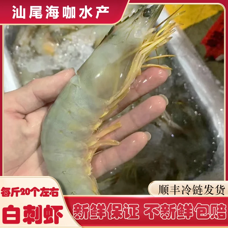 广东汕尾白刺虾海鲜捕捞海虾冰冻大虾鲜活冷冻超大白虾新鲜大虾