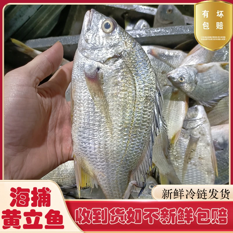 广东汕尾本港黄脚腊鱼黄翅鱼黄立鱼新鲜海捕黄赤黄鳍鲷黄墙黄脚立