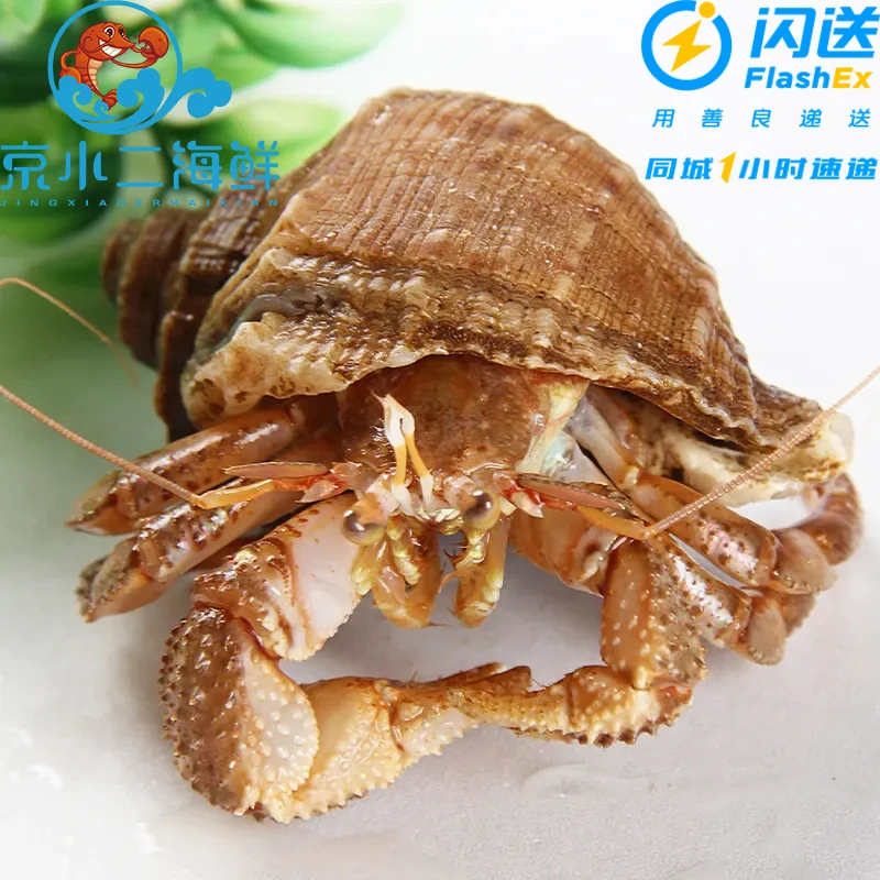 鲜活虾怪 寄居蟹(一斤约6-10只)