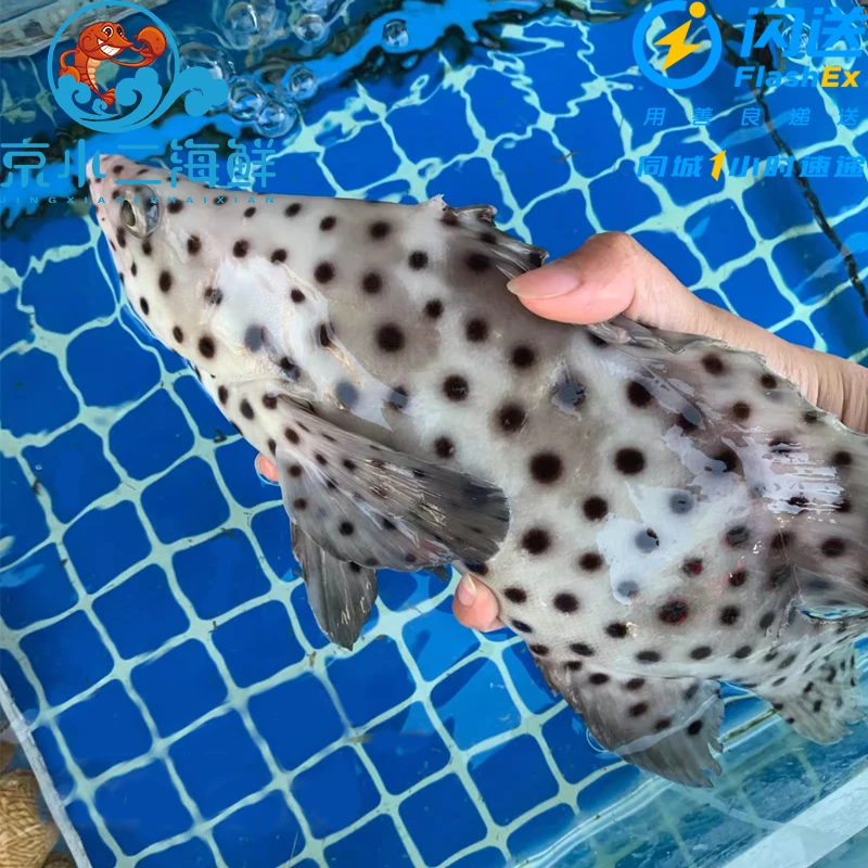 鲜活老鼠斑 （多规格可选）