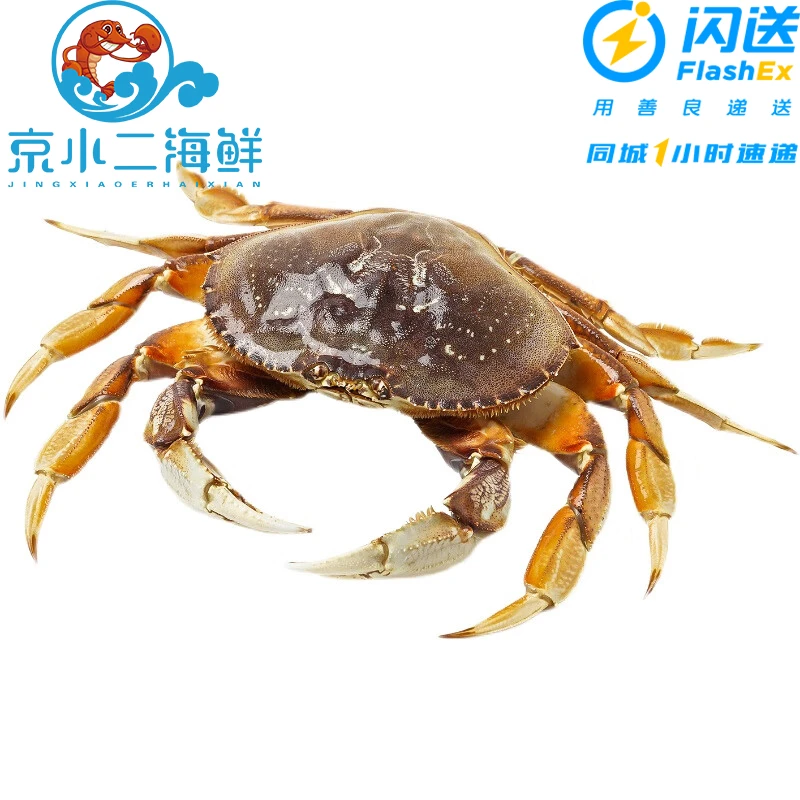 鲜活珍宝蟹新鲜水产(多规格可选)蟹同城配送海鲜