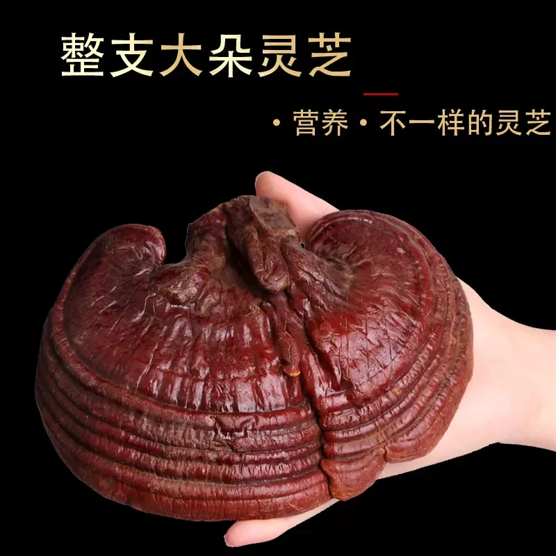 赤灵芝500g正品长白山野灵芝生灵芝片赤林芝茶可切片售紫灵芝250g