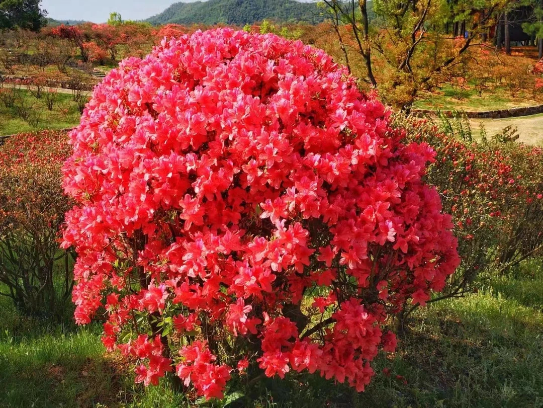桂花，鸡血红映山红，吊钟，刺梨