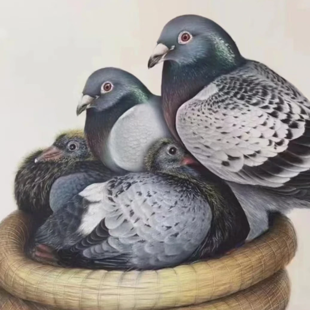 鸽子观赏播波波间改价