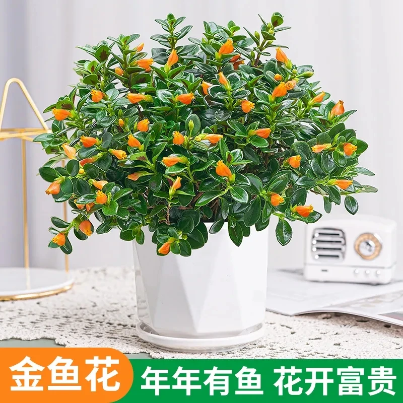 金鱼花盆栽室内花卉金鱼草植物桌面绿植室内外植物金鱼花四季开花