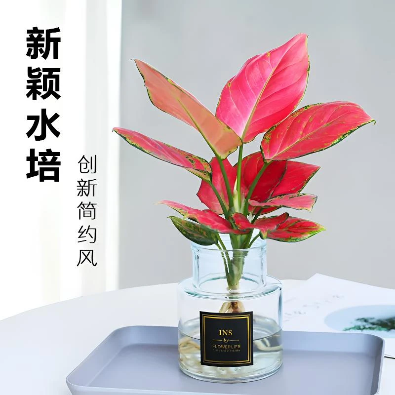 吉利红盆栽室内万年红水培水养绿植花卉办公桌客厅防辐射桌面绿植