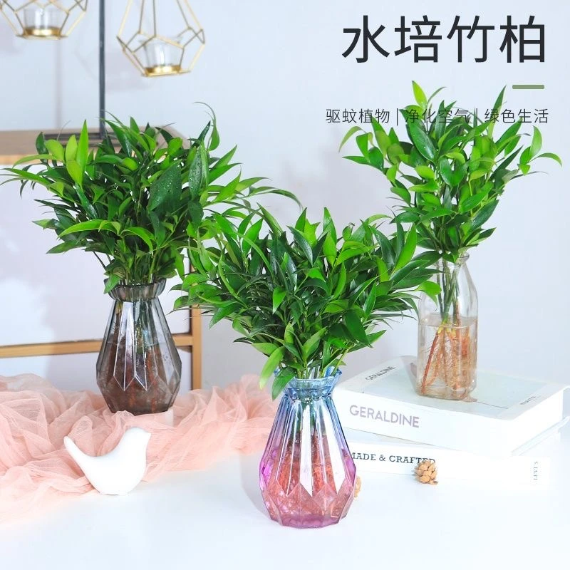 水培驱蚊竹柏盆栽室内驱蚊植物平安竹清香绿植驱虫净化空气吸甲醛