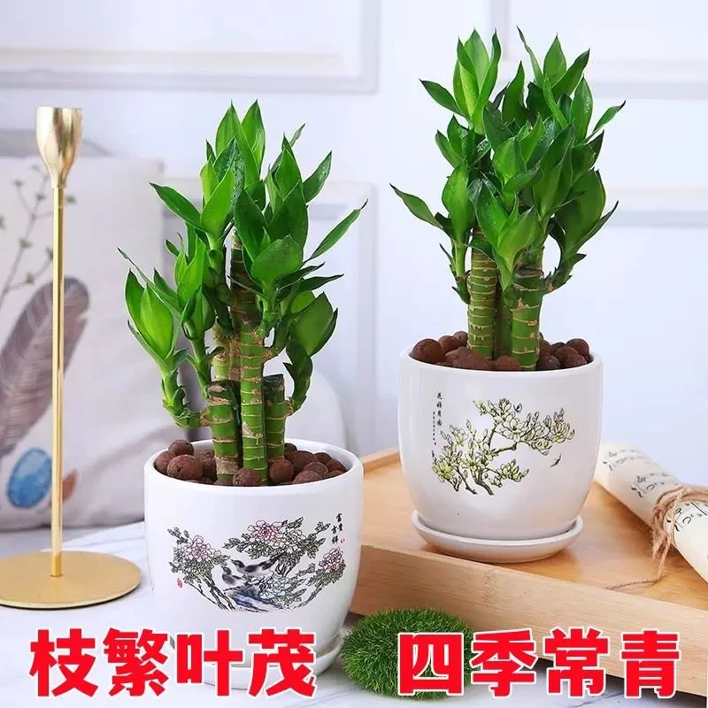 步步高荷花竹转运文昌竹富贵竹水养土培盆栽室内植物吸甲醛水培好