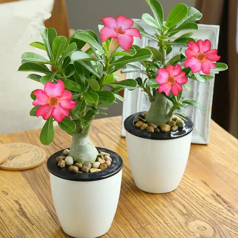 重瓣沙漠玫瑰盆栽花卉绿植四季开花好养老桩室内多色阳台盆景多肉