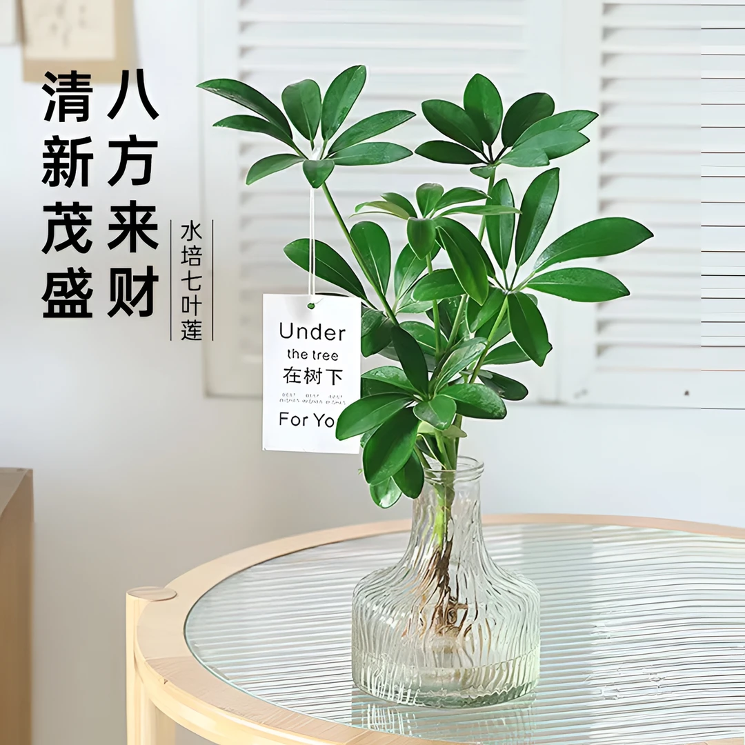 水培植物七叶莲客厅办公室内桌摆鸭脚木绿植盆栽八方来财四季常青