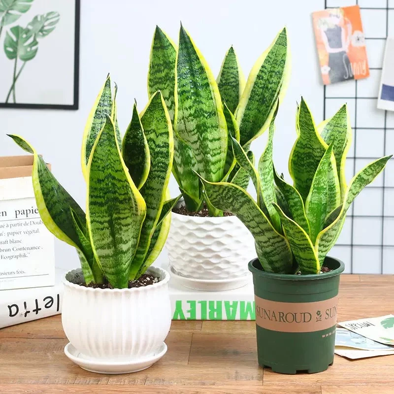 虎皮兰盆栽室内桌面植物四季常青防辐射绿植花卉盆栽净化空气好养