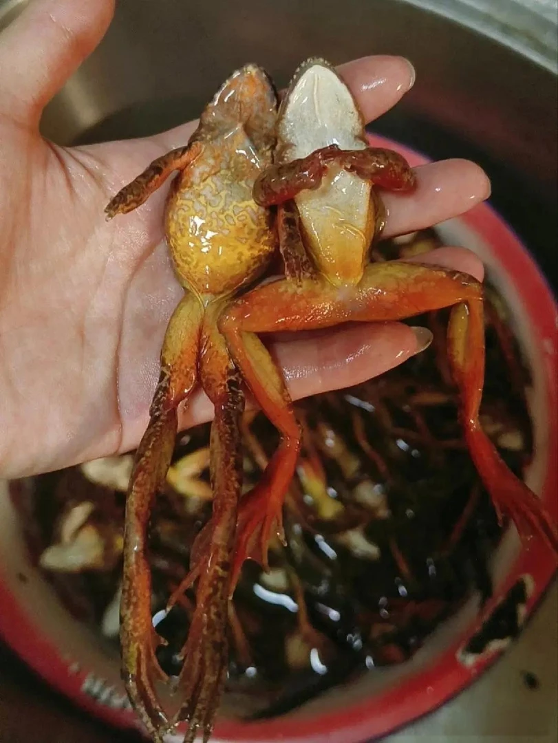 养殖林蛙大母子1斤14只左右