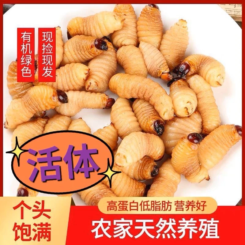 【Lily甄选】广宁鲜活竹虫（活体发货）包活到家 椒盐油炸烧烤