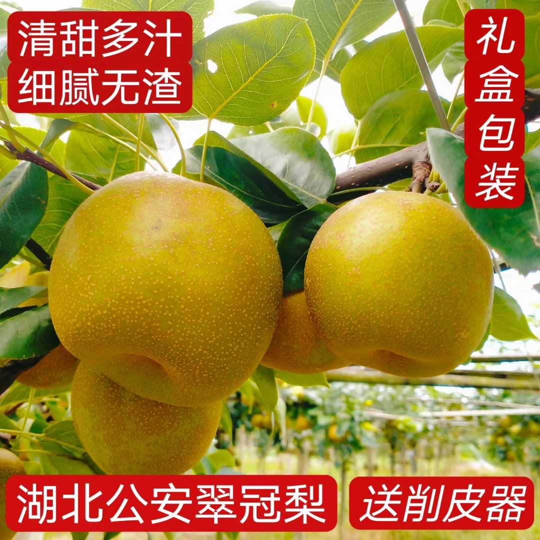 湖北公安/翠脆冠青皮香酥梨/新鲜多汁当季水果现摘现发5-10斤包邮