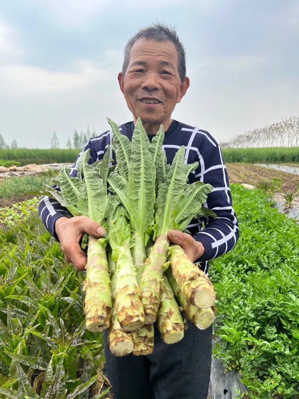 现挖香莴笋新鲜应当季蔬菜农家自种绿色青笋莴苣整箱湖南特产4斤