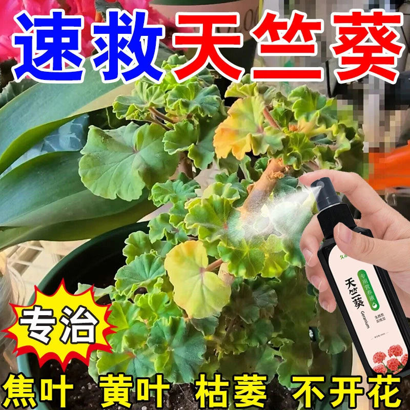 天竺葵养得好生长叶黄叶枯焦叶卷边不开花增肥催花延花期专用肥